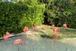 Flamingo March & Pirates Adventure Tour Nassau - Second Medium