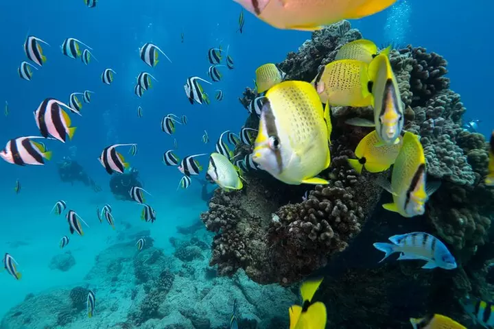 DISCOVER Scuba Diving Experience in Honolulu