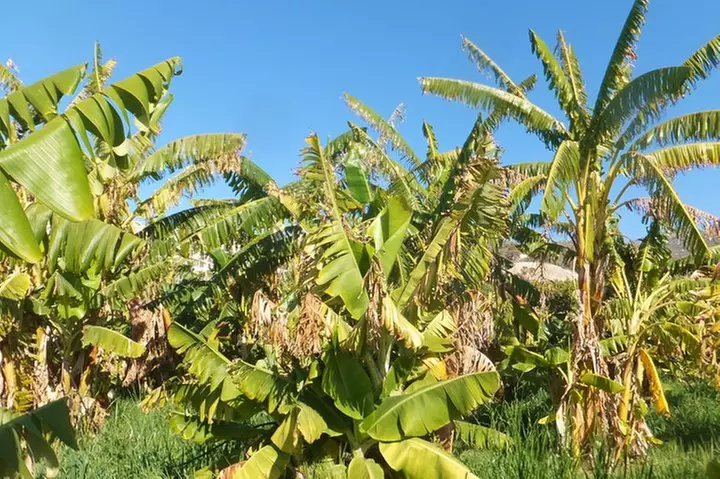 Excursión tropical, playa paradisiaca y esnorkel. Grupo pequeño.