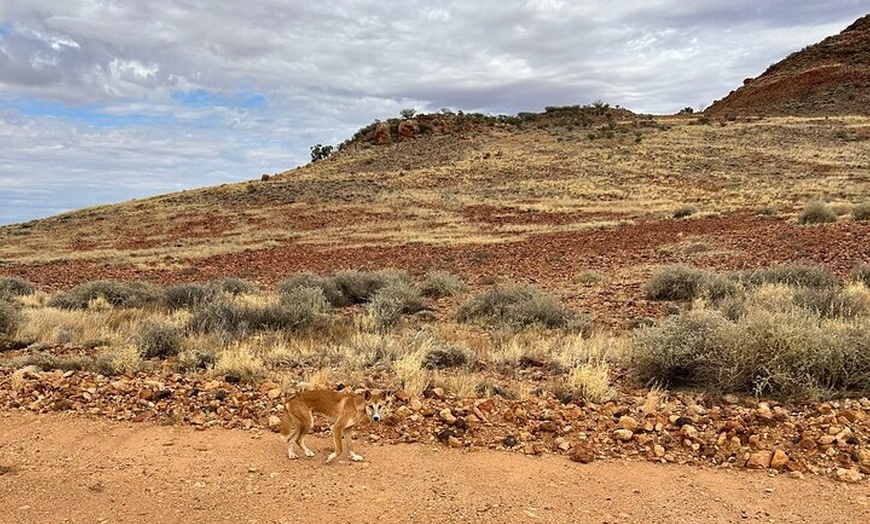 Image 3: Full day The Painted Desert Tour in Outback South Australia