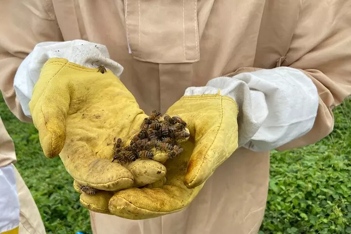 Honey Bee Adventure at the Maui Honey Bee Sanctuary
