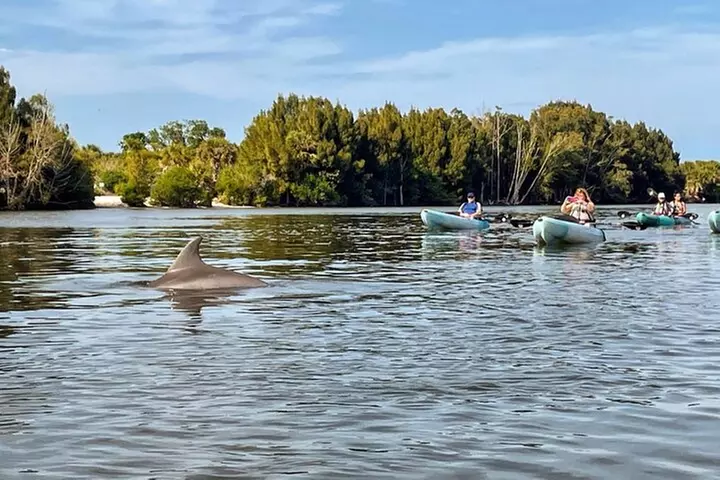 Wildlife Refuge Manatee, Dolphin & Mangrove Kayak or Paddleboarding...