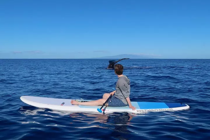 Private Paddleboard (SUP) Whale Watch: All Skill Levels Welcome - Primary Image