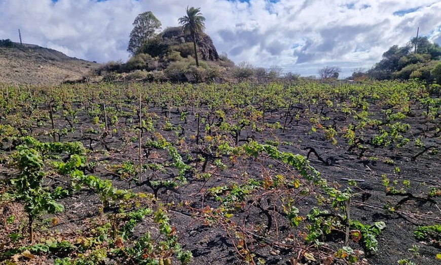 Image 16: Lo mejor de Gran Canaria: 4 horas Tour Privado para Cruceristas