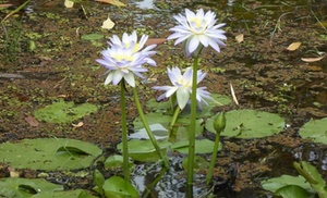 Kakadu Tourism GCL Pty Ltd