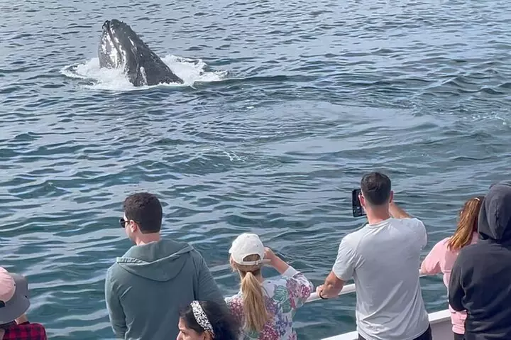 Monterey Whale Watching Tour