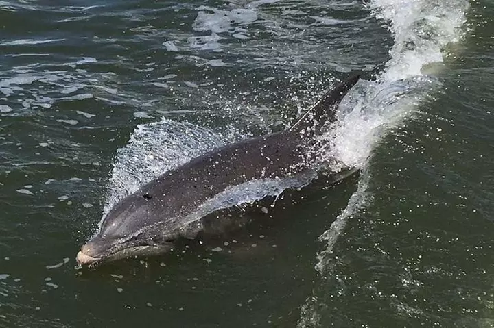 Wildlife Tour of Indian River Lagoon with Experienced Captain
