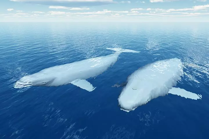 Wilderness, Wildlife, Glacier Experience from Anchorage