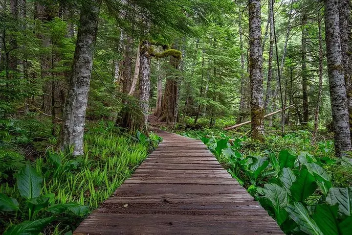 Best of Mount Rainier National Park from Seattle: All-Inclusive Sma...