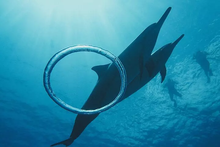 Oahu Swimming with Dolphins Speedboat Adventure