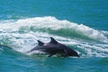 Guaranteed Dolphin Sighting Tour on Tropics Boat Tours - Second Medium