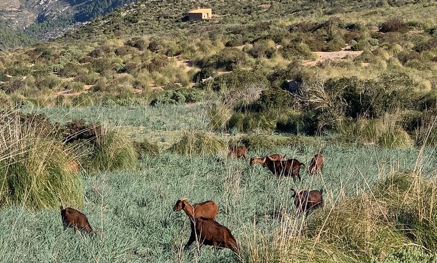Image 9: Sierra de Tramuntana caminata con pequeño picnic