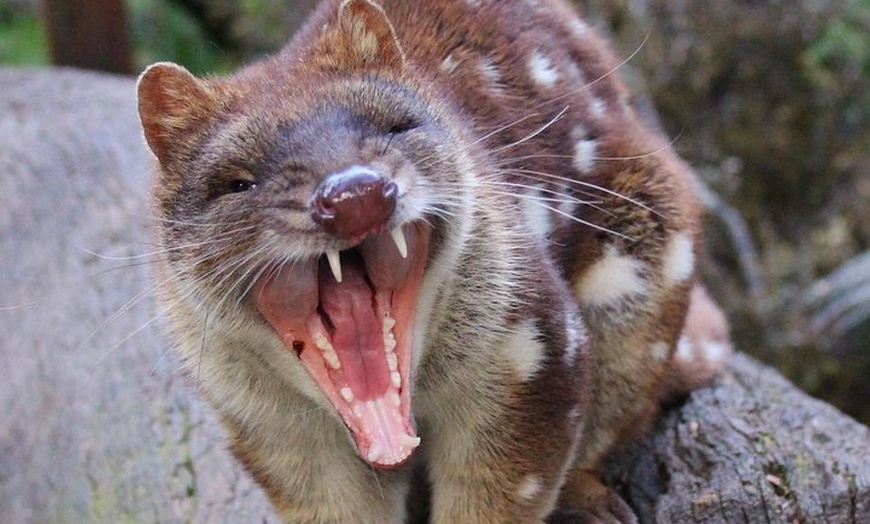 Image 2: After Dark Tasmanian Devil Feeding Tour at Cradle Mountain