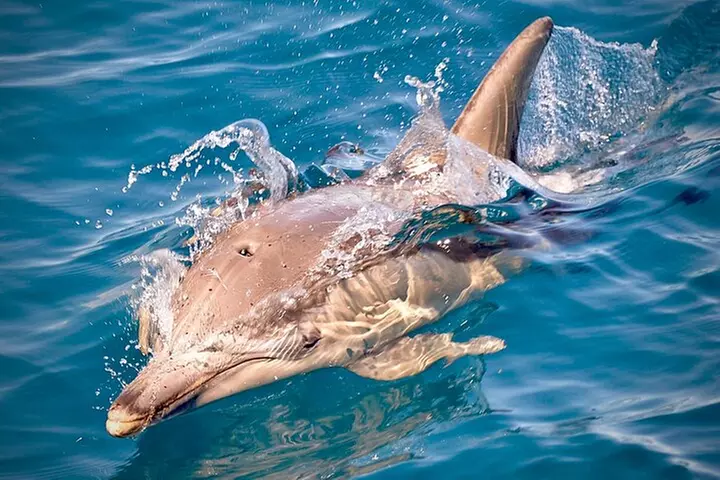 Wild Dolphin Swim Cruise - Image 4