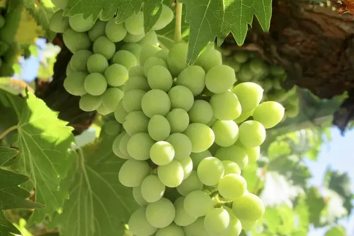 Napa & Sonoma Wine Tour Private Tours 8 to 10 Hours max 14 pax - Primary Image