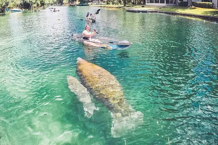 Clear Kayak Three Sisters Springs & Manatee Tour Of Crystal River