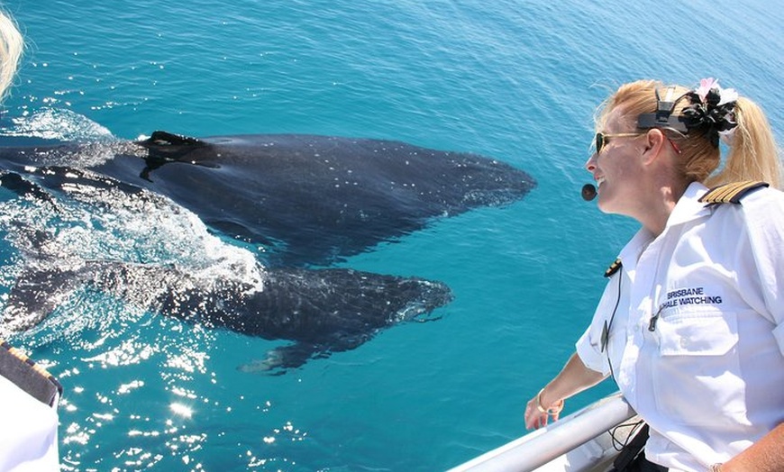 Image 1: Whale Watching Cruise from Redcliffe, Brisbane or the Sunshine Coast