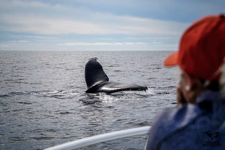 Supreme 2hr Whale/Dolphin Watching Newport Beach, 6 person max