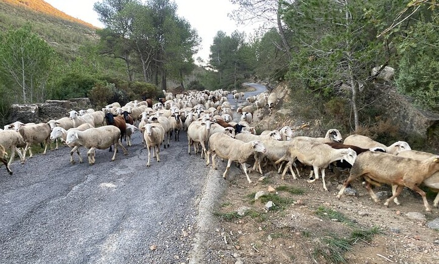 Image 40: Visita Teatro Castillo de Sagunto Vino Romano de Valencia