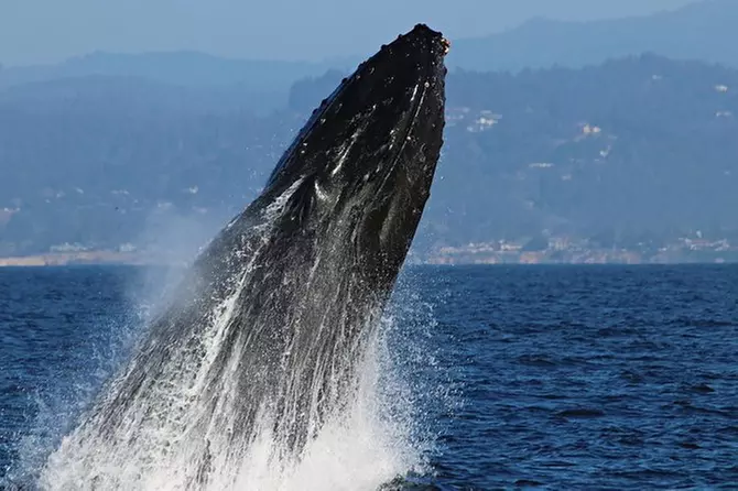 Morning Whale Watching Safari - Primary Image