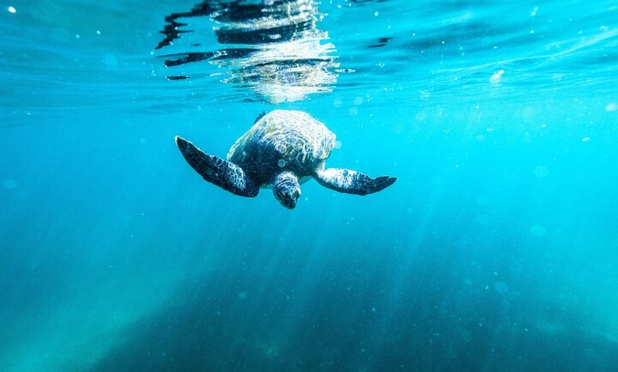 Image 9: Small Group Manly Snorkel Tour and Nature Walk with Local Guide