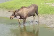 All-in-One Anchorage: City Tour, Wildlife, Lunch & Portage Cruise - Second Medium