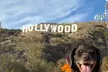 Private Hollywood Sign Hiking Tour with Select Hotel Pickup - Second Medium