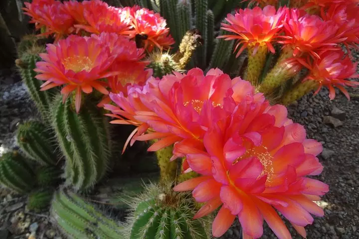 Ruth Bancroft Garden General Admission Ticket
