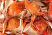 $50 For $100 Worth of Hard-Shell Crabs and Crab Cakes - Second Medium