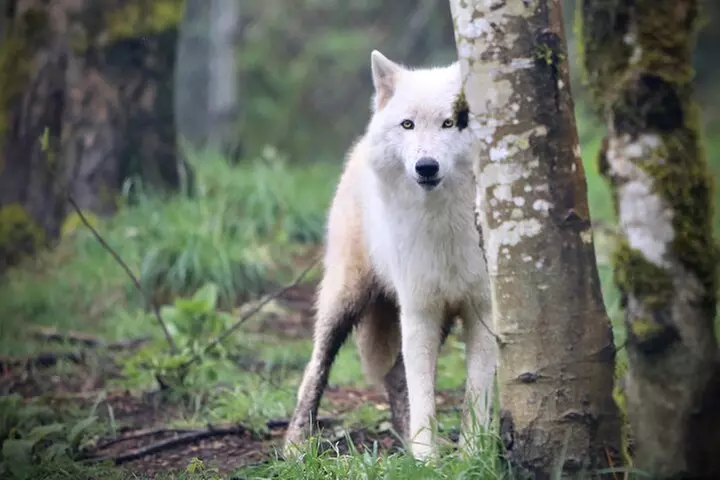 Wolf Experience