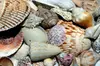 Six Hour Beach Day/Shelling at Cayo Costa State Park