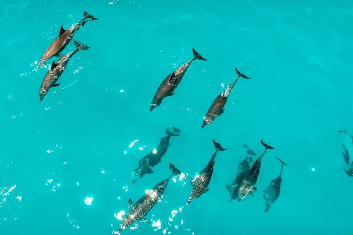 Key West Dolphin and Snorkel Experience