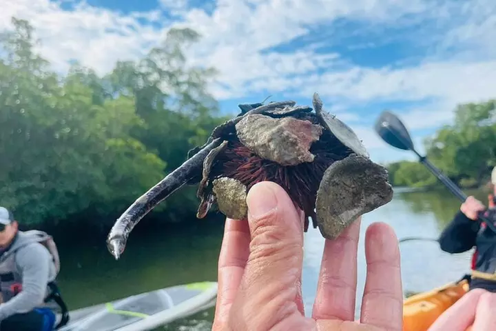 Kayak Tour Adventure Marco Island and Naples Florida