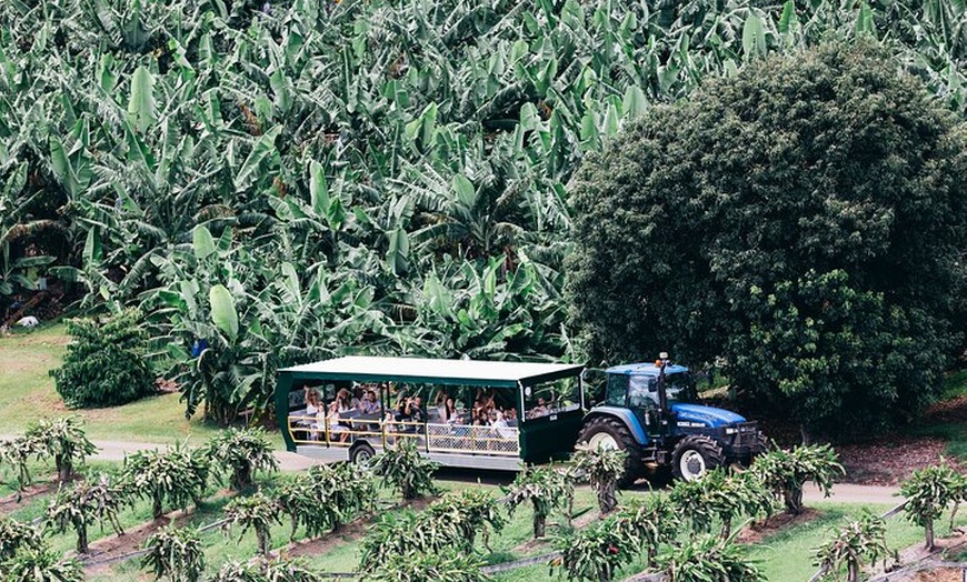 Image 8: Tropical Fruit World Farm Full Tour