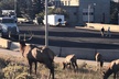 Private tour of Red Rocks, Echo Lake, Mount Evans and Idaho Springs. - Second Medium