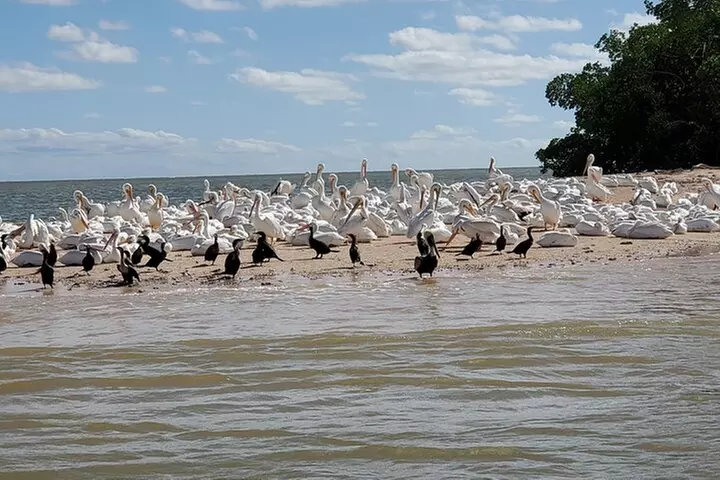 10,000 Islands Boat Tour + Naturalist Led Walk in the Everglades!