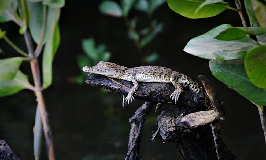 Image 8: Ultimate Daintree Rainforest Wildlife Experience Cruise