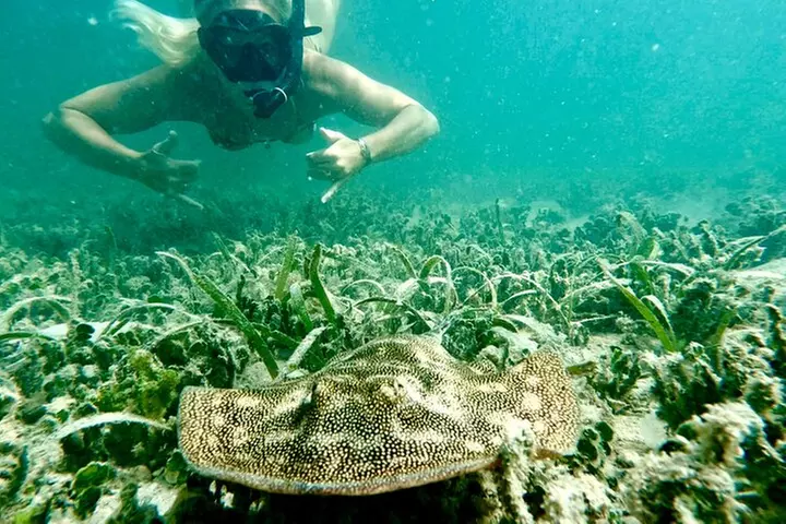 Guided Snorkel Experience, Free Videos in West Palm Beach
