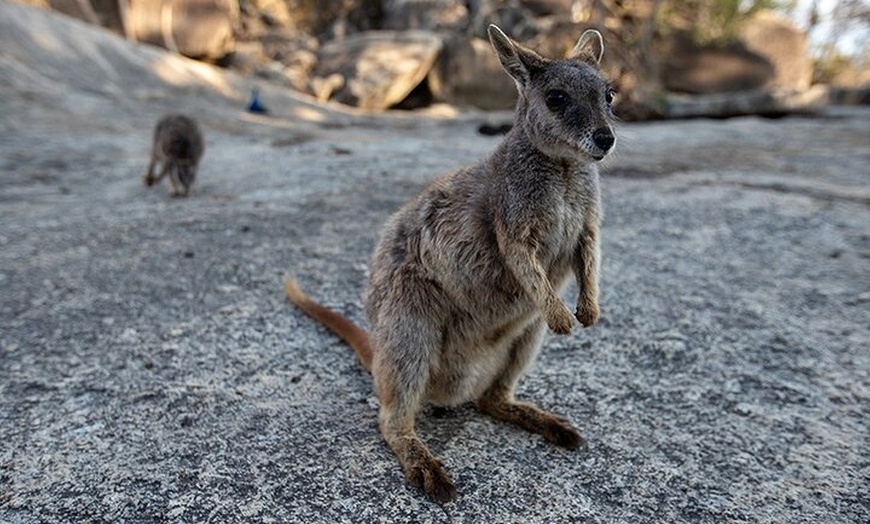 Image 18: Chillagoe Caves and Outback Day Trip from Cairns