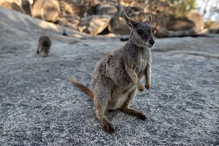 Chillagoe Caves and Outback Day Trip from Cairns