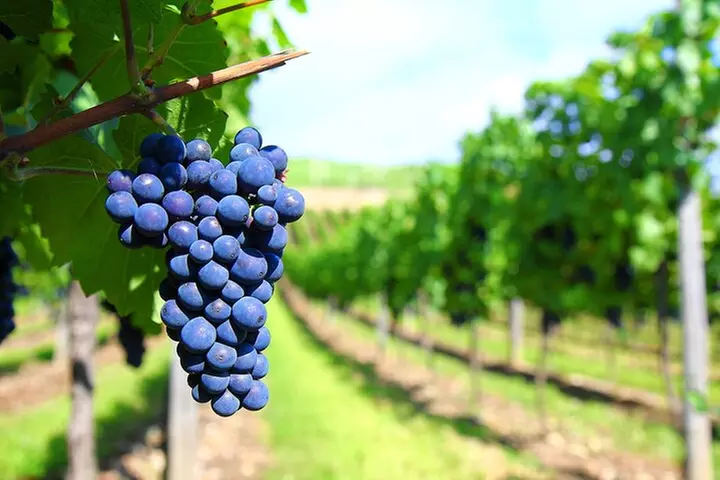 Long Island Winery Tour