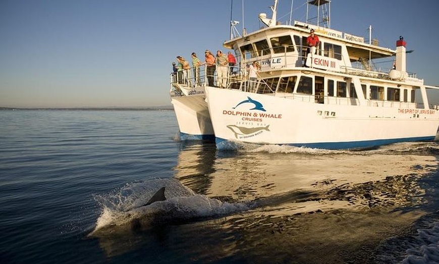 Image 4: Jervis Bay Dolphin Watch Cruise