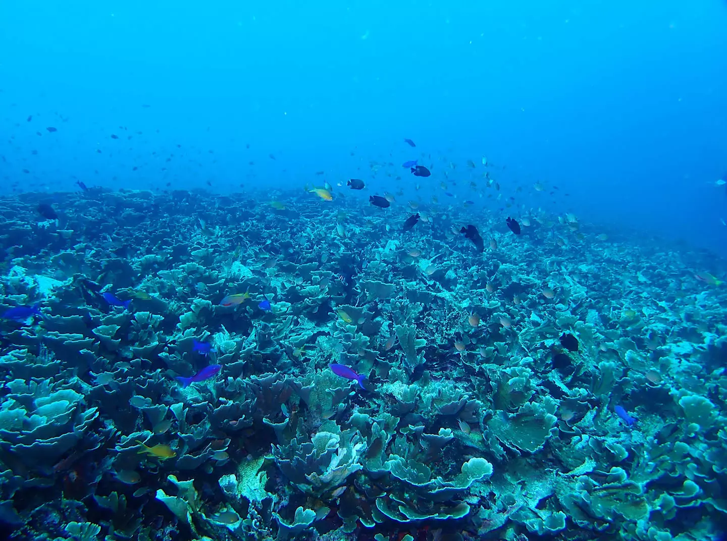 ✈ FILIPPINE | Cebu - Nell'arcipelago delle Visayas in autonomia, 11...