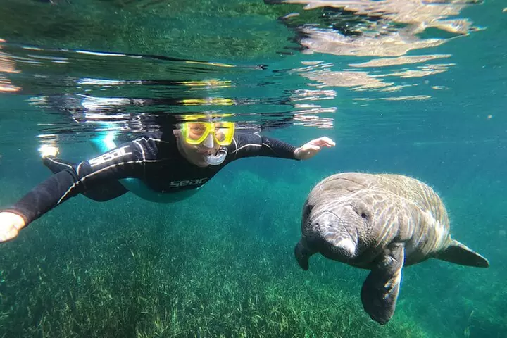 3 Hour Manatee Swim - Small Group w/complimentary photos!