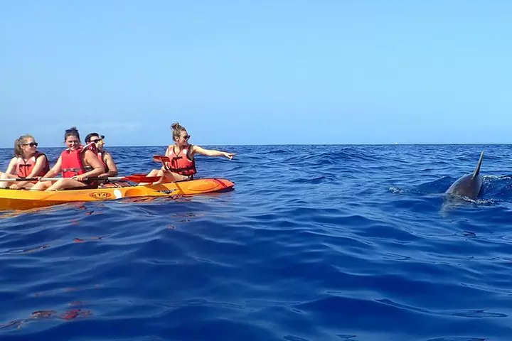 Tenerife : Tour en Kayak Tortuga & Delfines con Snorkel & Traje de ...
