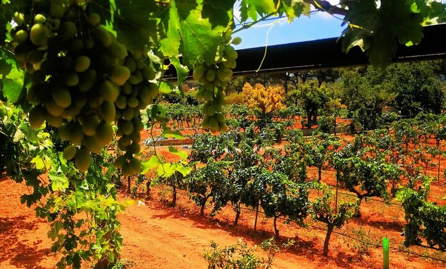 Image 3: Tour privado de Ibiza Winetasting