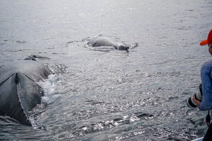 Supreme 2hr Whale/Dolphin Watching Newport Beach, 6 person max