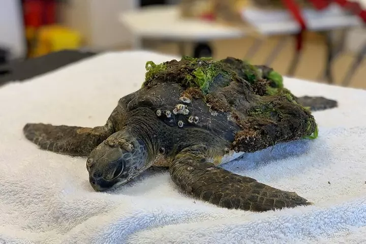 Evening Sea Turtle Hatchling Release - Second Medium