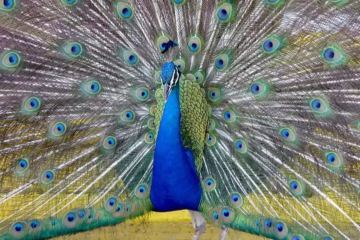 Florida Everglades Night Airboat Tour near Fort Lauderdale