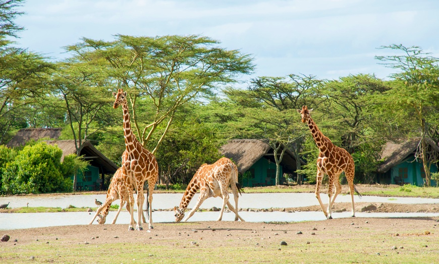 Image 13: ✈ KENYA | Diani Beach - Four-star Diani Sea Resort & Safari Combine...